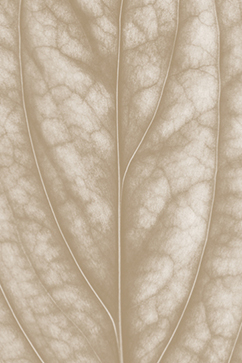 leaf