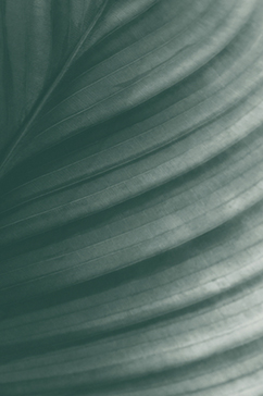 leaf texture