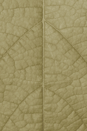 leaf texture