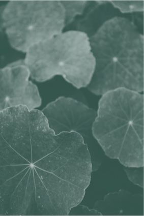 leaves to represent natural medicine